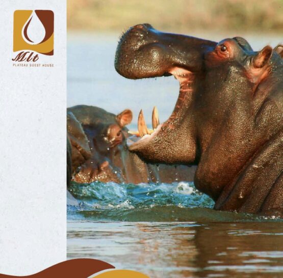 brochure-thumbnail